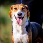 Mischling Carna, 05/2022, ca. 45 cm