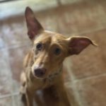 Podenco Cojete, 12/2023, ca. 40 cm