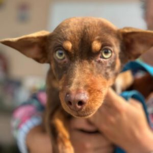 Podenco Maneto Duquesa, 06/2023, ca. 30 cm