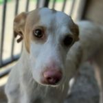 Podenco Maneto Emilio, 05/2023, ca. 35 cm