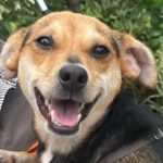 Mischling Emma, 03/2021, ca. 35 cm, 21465 Reinbek