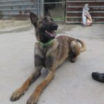 Malinois Mischling Goliat, 11/2022, ca. 68 cm