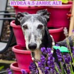 Galgo Hydra, 02/2020, ca. 60 cm, 57223 Kreuztal