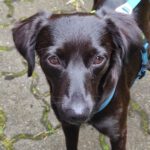 Mischling Isabel, 06/2022, ca. 43 cm, 25436 Heidgraben