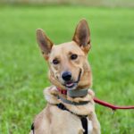 Podenco Kaly, 01/2020, ca. 50 cm, 73272 Neidlingen