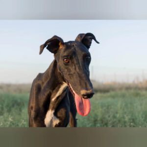 Galgo Karlos, 08/2023, ca. 63 cm