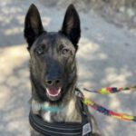 Malinois Mischling Lena, 03/2023, ca. 60 cm, 93049 Regensburg