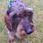 Rauhaardackel Luigi, 06/2021, ca. 25 cm, 49610 Quakenbrück