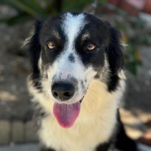 Border Collie Lulu, 01/2023, ca. 50 cm