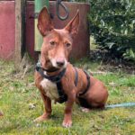 Podenco Maneto Luna, 03/2016, ca. 30 cm, 48612 Horstmar