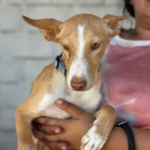 Podenco Marty, 03/2024, Endgröße ca. 45 cm