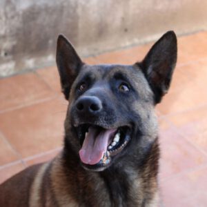 Malinois Mischling Merengue, 09/2021, ca. 65- 70 cm