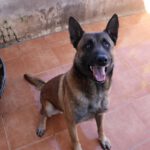 Malinois Mischling Merengue, 09/2021, ca. 65- 70 cm