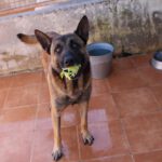 Malinois Mischling Merengue, 09/2021, ca. 65- 70 cm