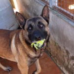 Malinois Mischling Merengue, 09/2021, ca. 65- 70 cm