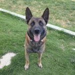 Malinois Mischling Merengue, 09/2021, ca. 65- 70 cm