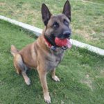 Malinois Mischling Merengue, 09/2021, ca. 65- 70 cm