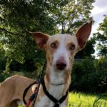 Podenco Montgomery, 08/2022, ca. 50 cm,53639 Königswinter