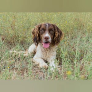 Spaniel Mischling Morente, 12/2022, ca. 40 cm