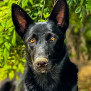 Schäferhund Mischling Nica, 10/2023, ca. 60- 65 cm, 52399 Merzenich