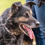 Mischling Oktawian, 12/2015, ca. 50 cm