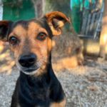 Podenco Orito Mischling Paulo, 06/2019, ca. 44 cm