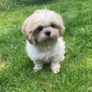 Shi Tzu Peach, 12/2022, ca. 23 cm, 51491 Overath