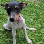 Bodeguero Wasserhund Mischling Penelope, 03/2024, Endgröße ca. 35 cm, 85521 Riemerling