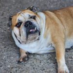 Old English Bulldog Pepa, 06/2018, ca. 30 cm, 61191 Rosbach v.d. Höhe