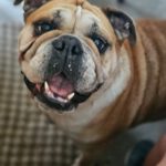 Old English Bulldog Pepa, 06/2018, ca. 30 cm, 61191 Rosbach v.d. Höhe