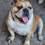 Old English Bulldog Pepa, 06/2018, ca. 30 cm, 61191 Rosbach v.d. Höhe