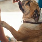 Old English Bulldog Pepa, 06/2018, ca. 30 cm, 61191 Rosbach v.d. Höhe