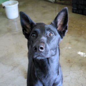 Malinois Mischling Phoebe, 06/2023, ca. 60- 65 cm