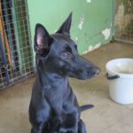 Malinois Mischling Phoebe, 06/2023, ca. 60- 65 cm