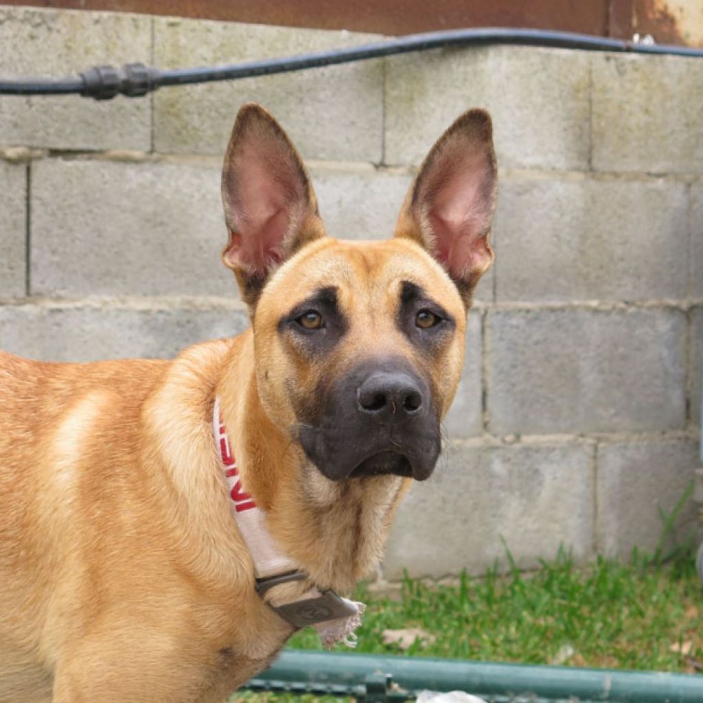 Malinois Mischling Ponce, 08/2023, ca. 60 cm