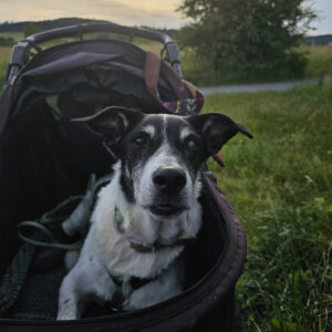 Seelenmädchen Zoe - Regenbogenbrücke SALVA Hundehilfe e.V.