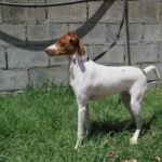 Podenco Mischling Rio, 11/2023,  ca. 47 cm