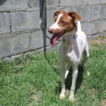 Podenco Mischling Rio, 11/2023,  ca. 47 cm