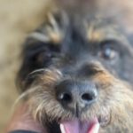 Terrier Mischling Rocko, 04/2023, ca. 35 cm