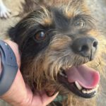 Terrier Mischling Rocko, 04/2023, ca. 35 cm