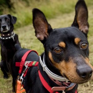 Pinscher Rocky, 09/2019, ca. 30 cm, 06258 Schkopau