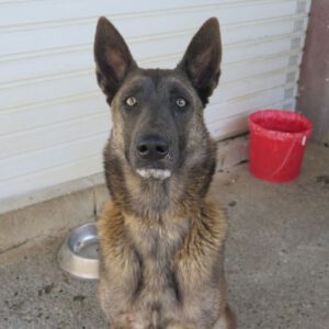 Malinois Mischling Roma, 06/2023, ca. 60- 65 cm