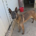 Malinois Mischling Roma, 06/2023, ca. 60- 65 cm