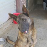 Malinois Mischling Roma, 06/2023, ca. 60- 65 cm