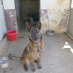 Malinois Mischling Roma, 06/2023, ca. 60- 65 cm