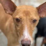 Podenco Rufo, 06/2018, ca. 40 cm