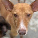 Podenco Rufo, 06/2018, ca. 40 cm