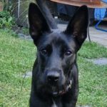 Schäferhund Mischling Sol, 11/2023, Endgröße ca. 50 -55 cm, 46240 Bottrop