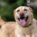 Mischling Suzi, 06/2020, ca. 50 cm