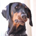 Dobermann Vida, 07/2018, ca. 70 cm, 21224 Rosengarten